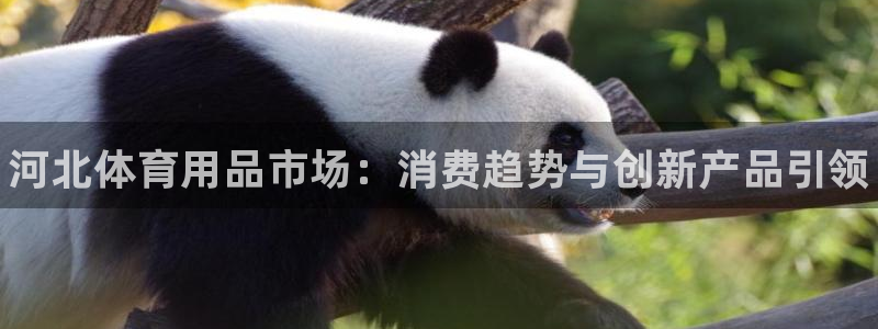 极悦娱乐登录网站每天的工作内容:河北体育用品市场:消费趋势与